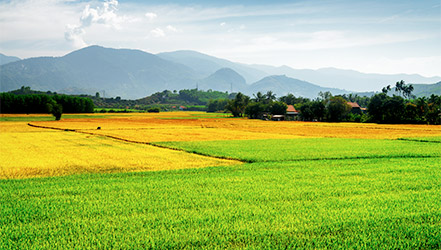 Pirinç tarlaları