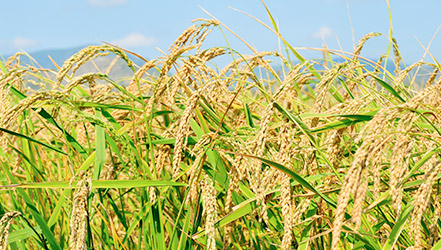 Pirinç tarlası