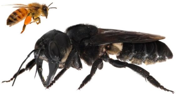 Arı ırkları ve farklı arı türlerinin ayırt edici özellikleri
