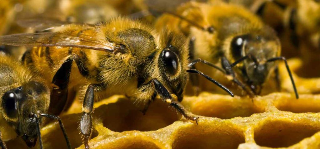 Karnika arılarının cinsi ve özellikleri