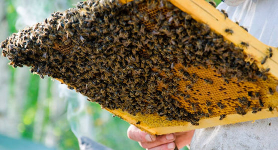 Kraliçe arıları geri çekmenin yolları