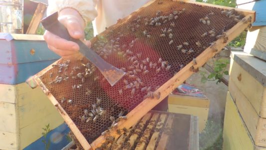 Kaynayan arılar: ana nedenler ve bundan nasıl kaçınılacağı