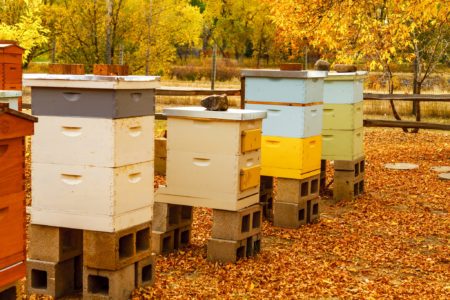 Kaynayan arılar: ana nedenler ve bundan nasıl kaçınılacağı