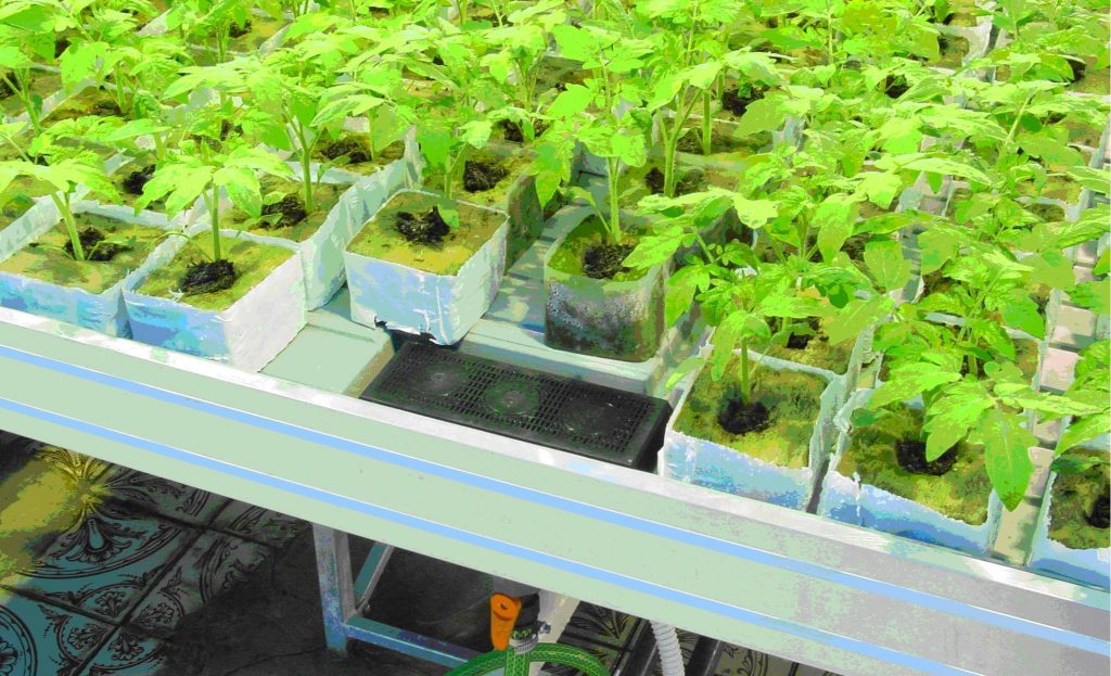 Evde hidroponik olarak salatalık nasıl yetiştirilir