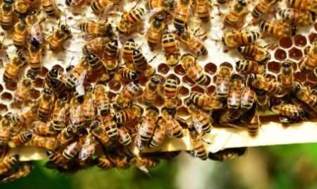 Arılar nasıl bal yapar ve neden?