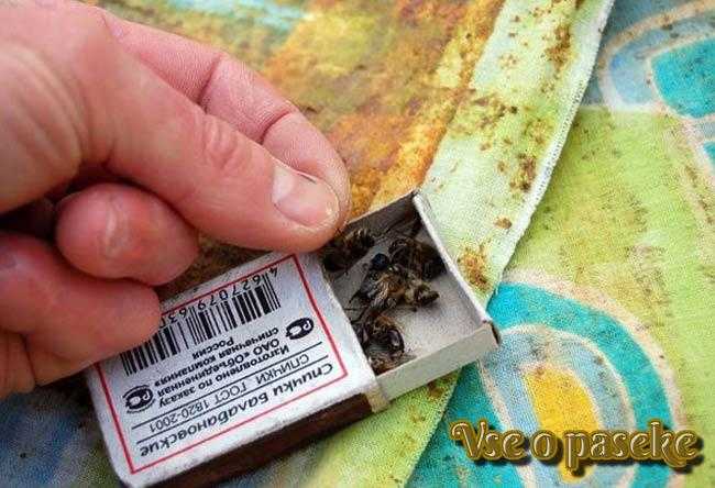 Arıların sık görülen hastalıkları ve uygun tedavisi