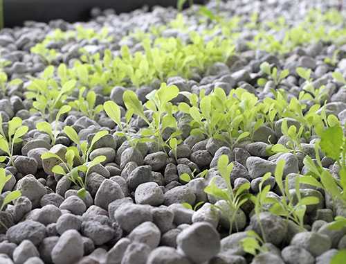 Bitki yetiştirmek için substrat olarak pomza – Hidroponik