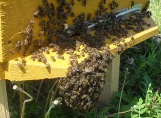 Eğik arılar ve “sakal” oluşumunun nedenleri