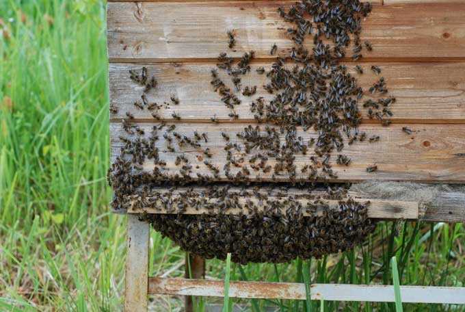 Sürüleri olan bir ev arı kovanı yetiştirmek