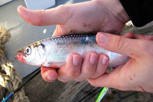 Baltık ringa balığı, Kaloriler, faydalar ve zararlar, Faydalı özellikler