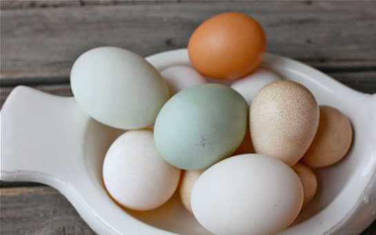 Beç tavuğu yumurtası, Kaloriler, yararları ve zararları, Faydalı özellikleri