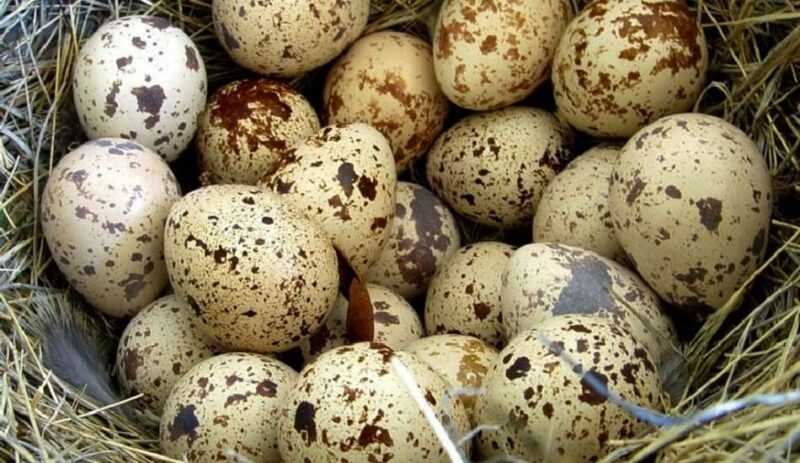 Bıldırcın yumurtası, Kalori, yararları ve zararları, Faydalı özellikleri