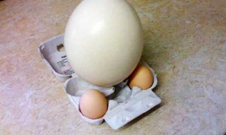 Devekuşu yumurtası, Kalori, yararları ve zararları, Faydalı özellikleri