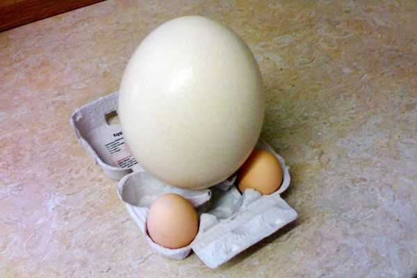 Devekuşu yumurtası, Kalori, yararları ve zararları, Faydalı özellikleri