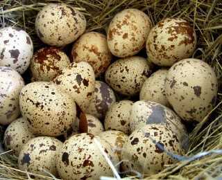 Emu yumurtaları, Kaloriler, faydalar ve zararlar, Faydalı özellikler