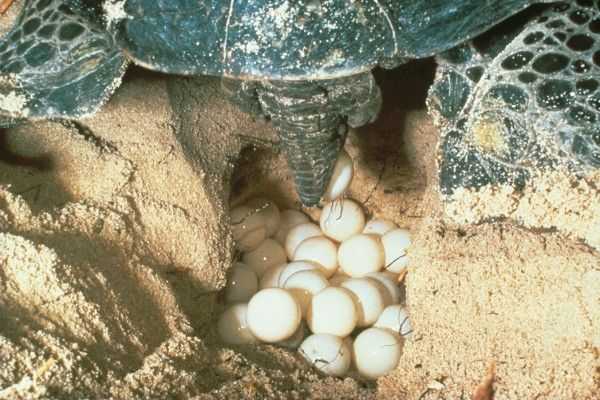 Kaplumbağa yumurtaları, Kaloriler, yararları ve zararları, Faydalı özellikleri