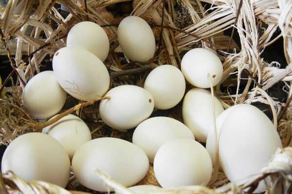 Kaz yumurtası, Kaloriler, yararları ve zararları, Faydalı özellikleri