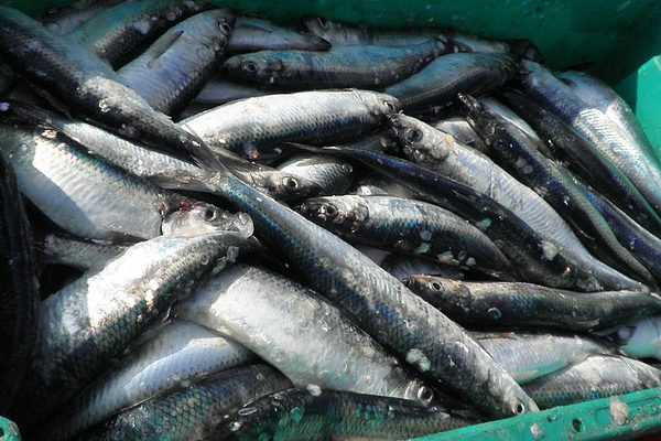 Ringa balığı, Kaloriler, faydalar ve zararlar, Faydalı özellikler