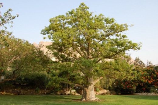 baobap ağacı