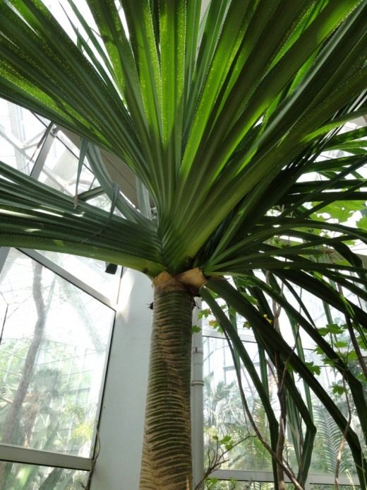 Pandanus bir palmiye ağacı değil, ama o da yapacak - ayrılmak