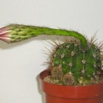 Ekinopsis
