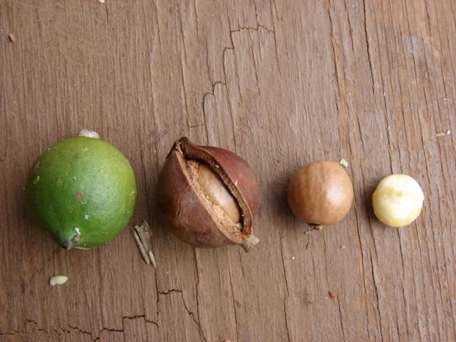 Macadamia fındığı