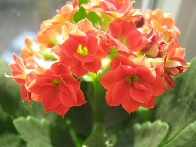 Kalanchoe çiçeği