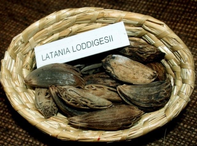Latania Loddigesa Palmiye Tohumları