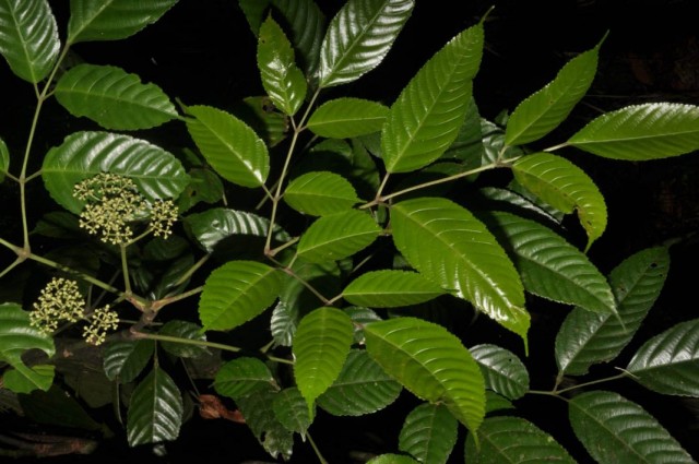 Hint leeası (Leea indica)