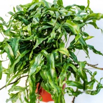 Mikrosorum diversifolium