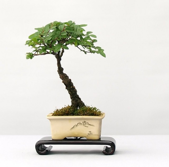 Bir bonsai şeklinde içeride büyüyen küçük yapraklı karaağaç