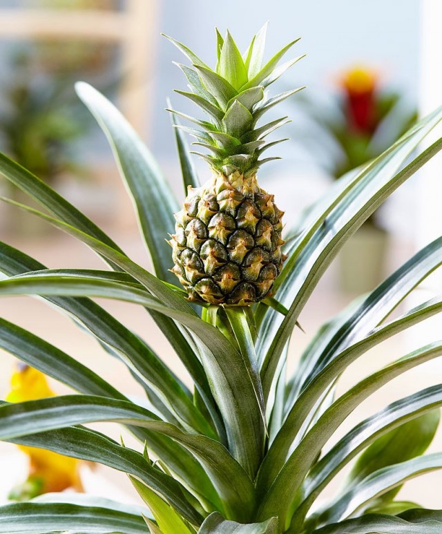 Büyük tepeli ananas (Ananas comosus) evde yetiştirilebilen tek türdür.
