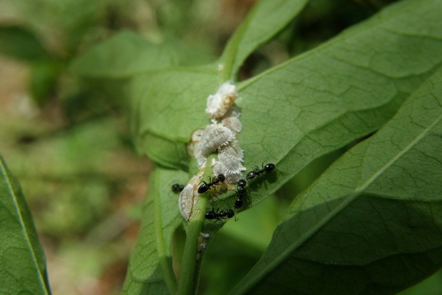 Karıncalar - etli böceklerin savunucuları