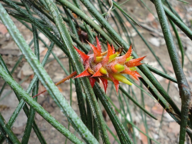 Acanthostachis'in çiçeklenmesi koşullara, sıcaklığa, yetiştirme ve kışlama özelliklerine bağlıdır.