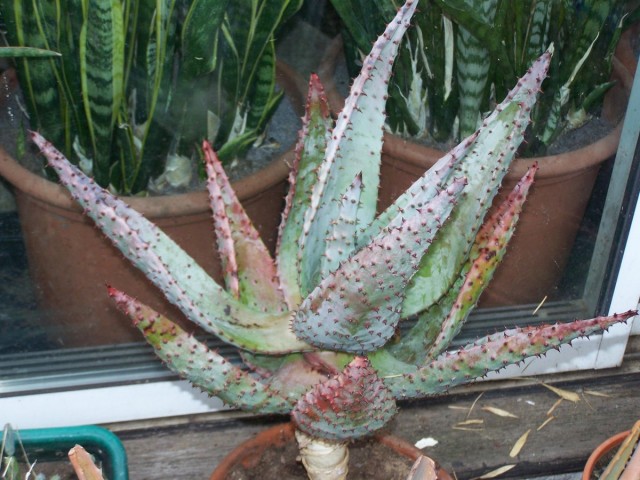 Aloe ferox vahşi, ürkütücü veya korkutucu