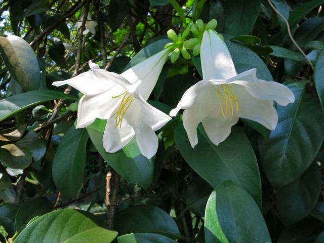 Portlandia grandiflorası