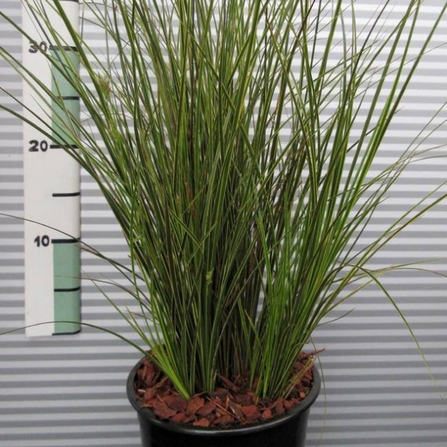 Kahverengimsi saz (Carex brunnea)