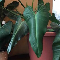 Philodendron evcil