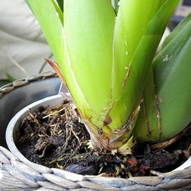 Orkide büyüdüğünde, cambria'daki kapları değiştirmek mümkün olduğunca nadir olmalıdır.
