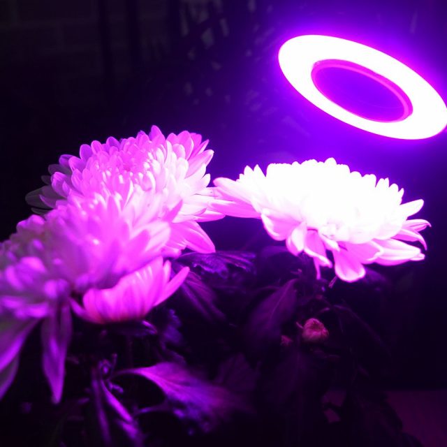 Bir mandal üzerinde bitki aydınlatma halkası