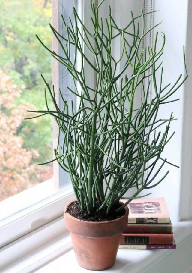 Euphorbia tirucalli (Солочай тирукалли)
