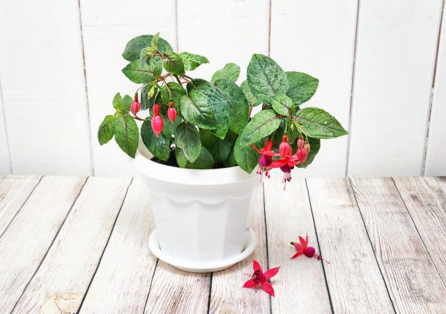 10 yaygın houseplant çiçeklenme sorunu ve çözümü