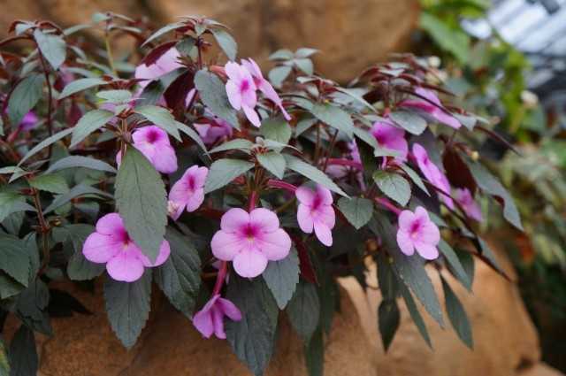 Ahimenes - minimum bakım ile yemyeşil çiçek - Güzel iç mekan bitkileri