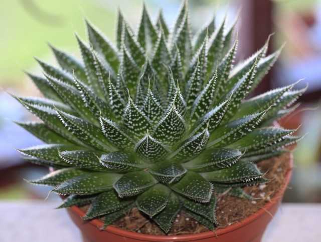 Aloe modaya geri döndü veya tanıdık etli türlerin en dekoratif türü - Güzel iç mekan bitkileri