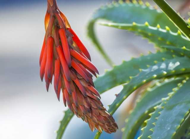 Aloe nasıl çiçek açar?