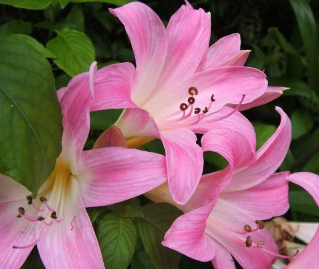 Amaryllis belladonna - büyüleyici romantik