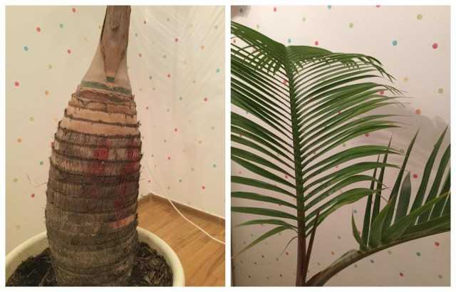 Gioforba - Gerçek Şişe Palmiye - Güzel Ev Bitkileri