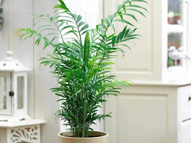 Hamedorea, bakım odalarına yerleştirilecek en iyi palmiye ağacıdır.