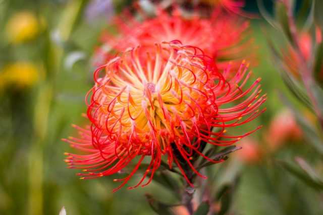 İnatçı Egzotik Protea