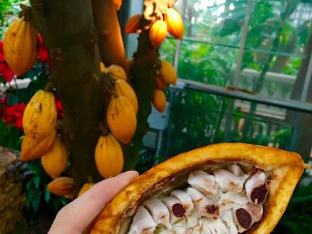Odadaki çikolata ağacı – büyüyen kakaonun özellikleri – Güzel iç mekan bitkileri